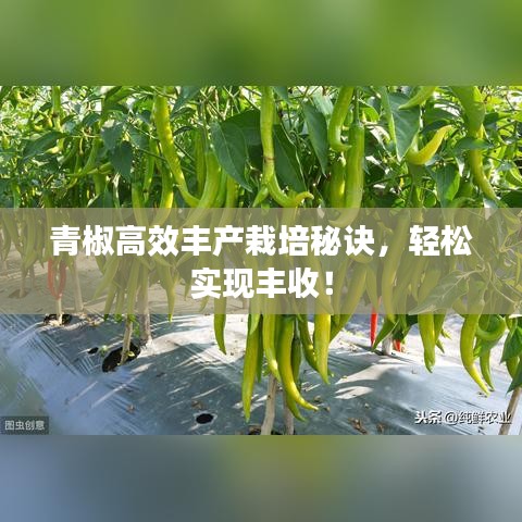 青椒高效豐產(chǎn)栽培秘訣，輕松實(shí)現(xiàn)豐收！
