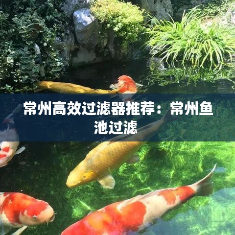 常州高效過(guò)濾器推薦：常州魚(yú)池過(guò)濾 