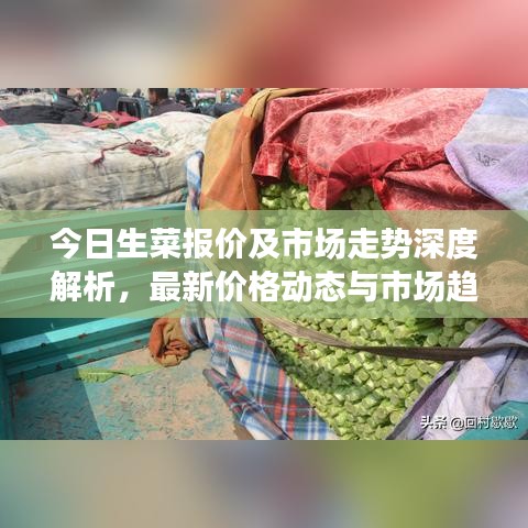 今日生菜報(bào)價(jià)及市場走勢深度解析，最新價(jià)格動態(tài)與市場趨勢一網(wǎng)打盡