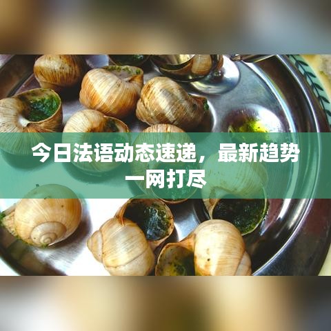 今日法語(yǔ)動(dòng)態(tài)速遞，最新趨勢(shì)一網(wǎng)打盡