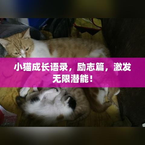小貓成長語錄，勵(lì)志篇，激發(fā)無限潛能！