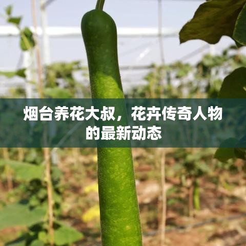 煙臺養(yǎng)花大叔，花卉傳奇人物的最新動態(tài)