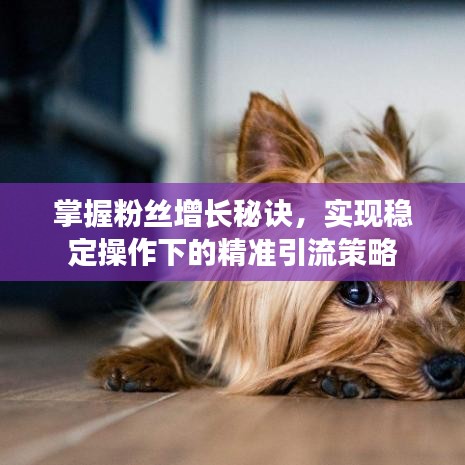 掌握粉絲增長秘訣，實現(xiàn)穩(wěn)定操作下的精準引流策略