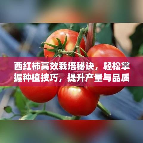 西紅柿高效栽培秘訣，輕松掌握種植技巧，提升產(chǎn)量與品質(zhì)！