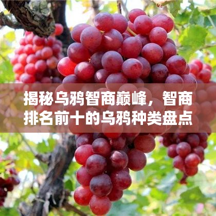 揭秘烏鴉智商巔峰，智商排名前十的烏鴉種類盤點(diǎn)！