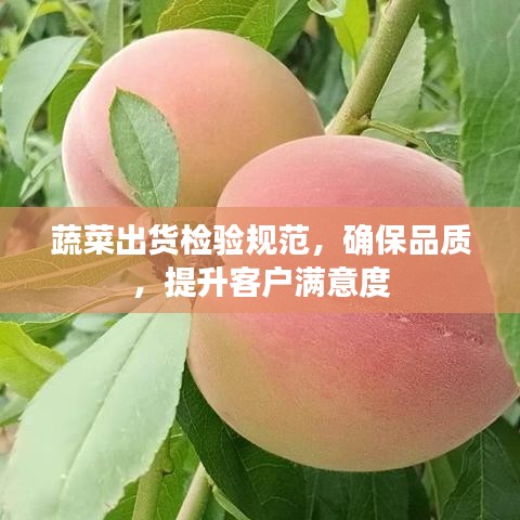蔬菜出貨檢驗規(guī)范，確保品質，提升客戶滿意度
