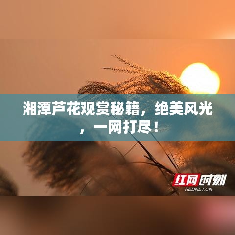 湘潭蘆花觀賞秘籍，絕美風(fēng)光，一網(wǎng)打盡！
