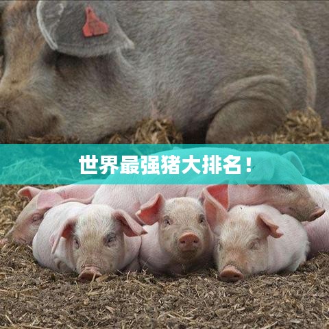 世界最強(qiáng)豬大排名！