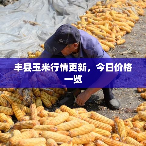 豐縣玉米行情更新，今日價(jià)格一覽