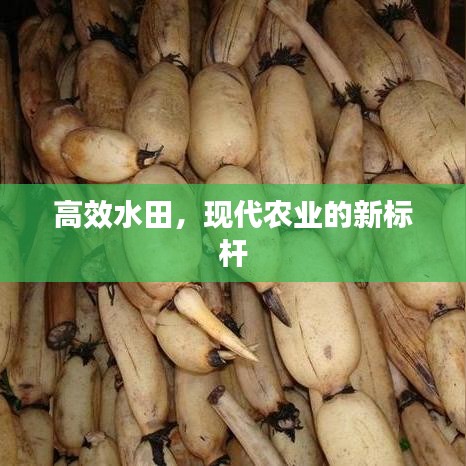 高效水田，現(xiàn)代農(nóng)業(yè)的新標(biāo)桿